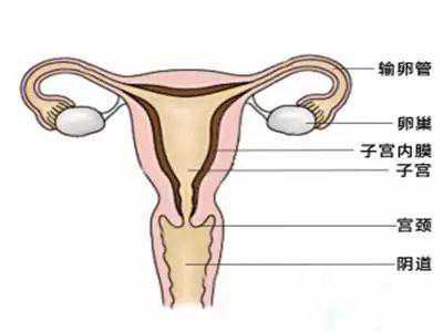 静医生教备孕：子宫内膜薄想怀孕，该怎么调理才能怀上？